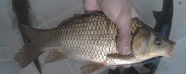 用鸡蛋制作饵料的秘方(用鸡蛋开饵料怎样)