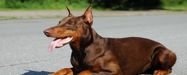 什么犬保护性最高体质还强(体质强的狗)