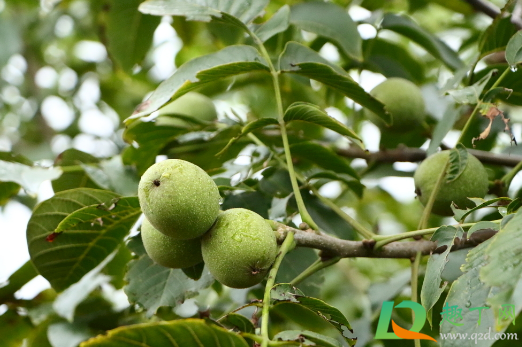 桃树施白糖桃能变甜吗(桃树打红糖能增甜吗)
