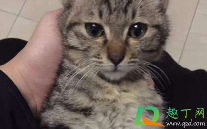 狸花猫一直吃米饭可以吗(狸花猫不吃猫粮吃剩饭) 狸花猫一直吃米饭可以吗(狸花猫不吃猫粮吃剩饭)