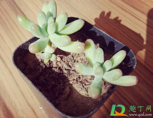 乙女心化水是因为水大吗(乙女心水培)