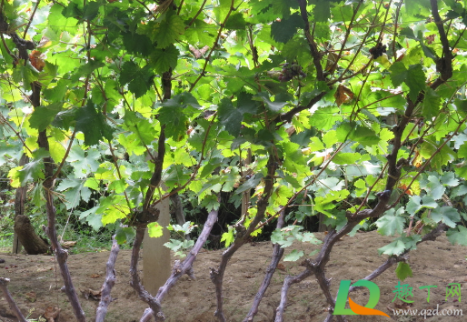 葡萄能在香椿树上嫁接吗(香椿可以嫁接桃树吗)