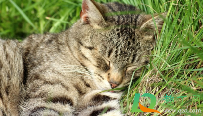 狸花猫呕吐没力气怎么回事(狸花猫吐了是不是吃太多了) 狸花猫呕吐没力气怎么回事(狸花猫吐了是不是吃太多了)