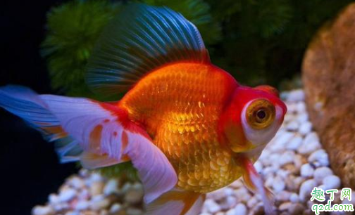 金鱼为什么在家里老养不活 初次养鱼需要注意什么