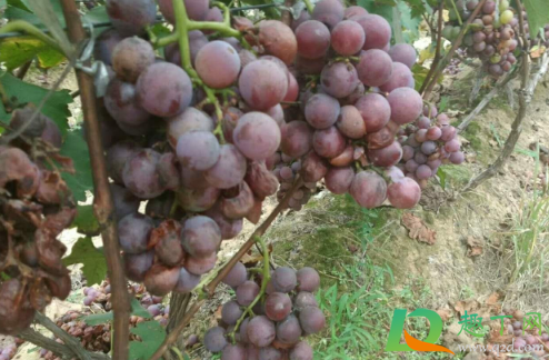 葡萄快熟时烂果打啥(葡萄在成熟前烂果) 葡萄快熟时烂果打啥(葡萄在成熟前烂果)