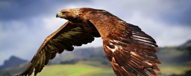 鹰的种类有哪些(鹰的种类有几种)