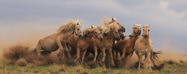 蒙古马精神内容介绍(关于蒙古马精神的资料)