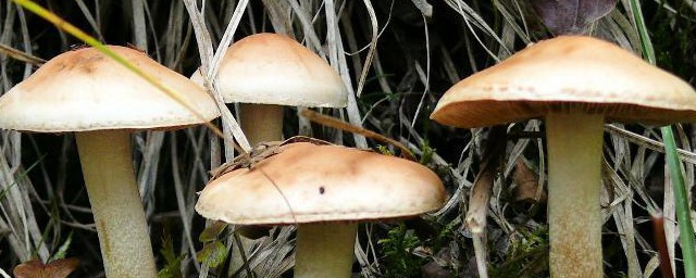 野生蘑菇几月份才会有(野蘑菇几月份生长)