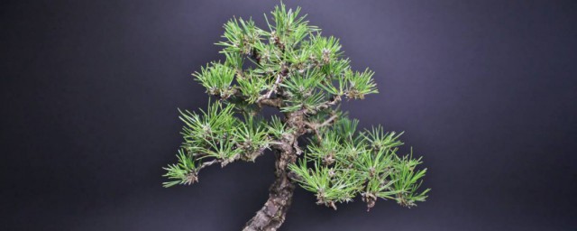 盆栽文松怎么养(文松花绿植怎么养)