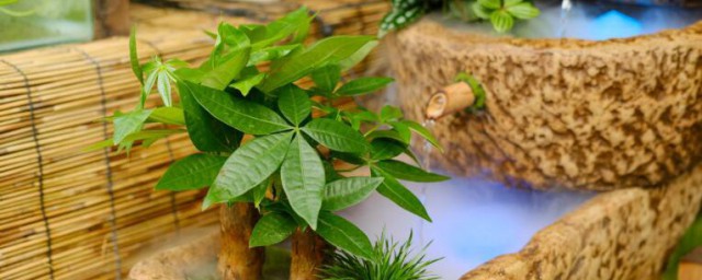 发财树种子的养殖方法和注意事项有哪些(发财树的繁殖方法和注意事项殖方法和注意事项)