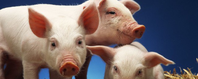 二师兄是什么意思(男人二师兄是什么意思)