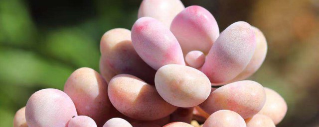 肉肉桃蛋的养殖方法(怎样养好多肉植物桃蛋)