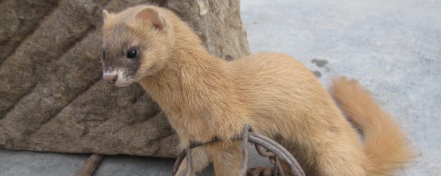 黄鼠狼介绍(黄鼠狼介绍文案)