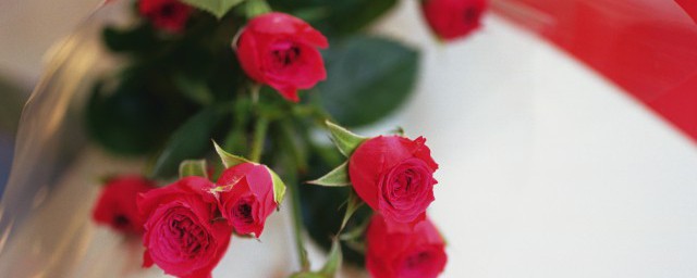 牡丹月季是怎么养的(牡丹月季月季优缺点)