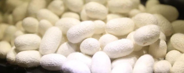 有关蚕的介绍(蚕的简单介绍一下)