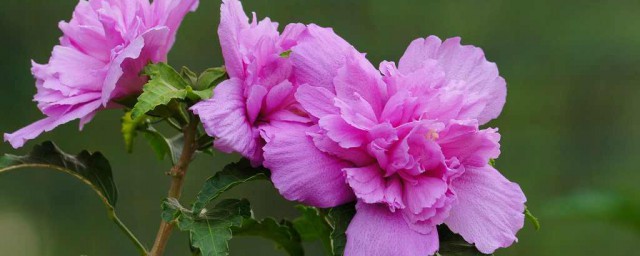 能不能吃木槿花(木槿花可以直接吃吗)