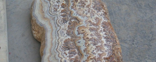 化石的简介(化石的介绍)