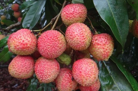 妃子笑荔枝多少钱一斤2022(妃子笑荔枝多少钱一箱) 妃子笑荔枝多少钱一斤2022(妃子笑荔枝多少钱一箱)