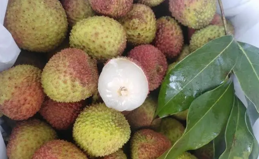 妃子笑荔枝种植几年才挂果(妃子笑荔枝几月份开花)