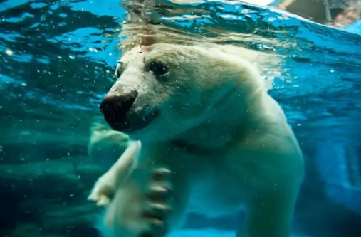 武汉海昌极地海洋世界夜场好玩吗(武汉海昌极地海洋世界旁边有其他好玩的吗)