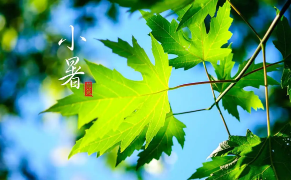 小暑和入伏是一回事吗(小暑就是入伏了吗)