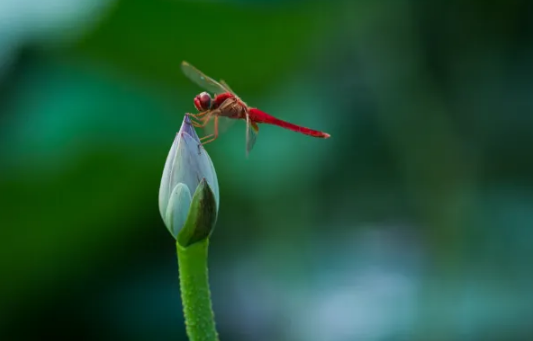 2022初伏是哪一天开始(出伏天是哪一天2022)