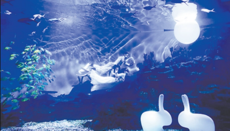 武汉海昌极地海洋公园上午去还是下午去(武汉海洋海昌极地公园为什么要门票)