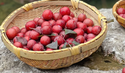 自酿李子酒需要放冰箱吗(李子酒怎样长期保存) 自酿李子酒需要放冰箱吗(李子酒怎样长期保存)
