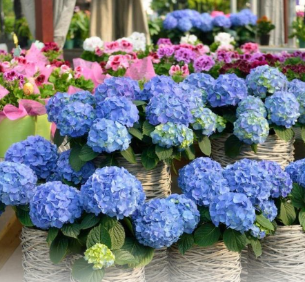 绣球花为什么不吉利(重瓣绣球花为什么不吉利)