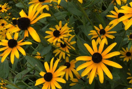 雏菊放在卧室好吗(雏菊放在客厅好吗)