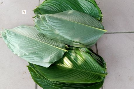 粽子叶是什么植物的叶子(南方粽子叶是什么植物的叶子)