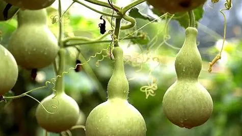 家里挂开口葫芦还是闭口葫芦好(家里摆放葫芦是开口的好还是不开口的好)