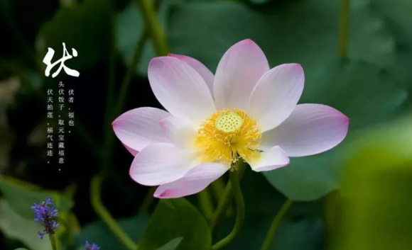 2022初伏是哪一天开始(出伏天是哪一天2022)