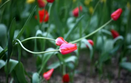 郁金香来年复花的几率真的很小吗(原生郁金香第二年能复花吗)