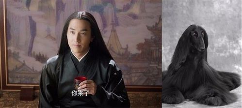 孟佳晒照公布恋情，张雨绮是哪个经(张雨绮说孟佳不够红)