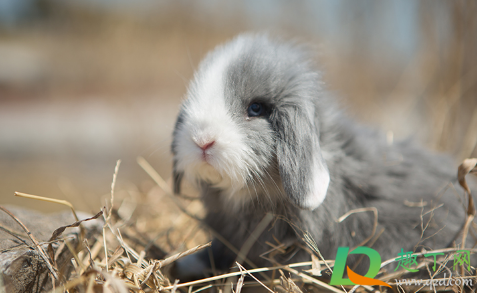 兔子可以喝水吗(一个多月的兔子可以喝水吗) 兔子可以喝水吗(一个多月的兔子可以喝水吗)