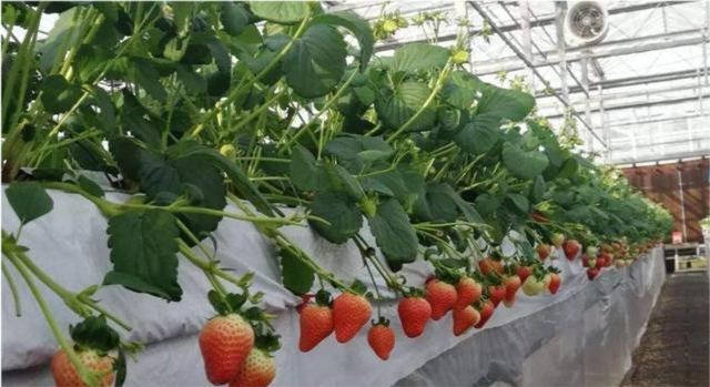 种草莓是什么意思，种草莓的安全区(种草莓到底是什么意思)