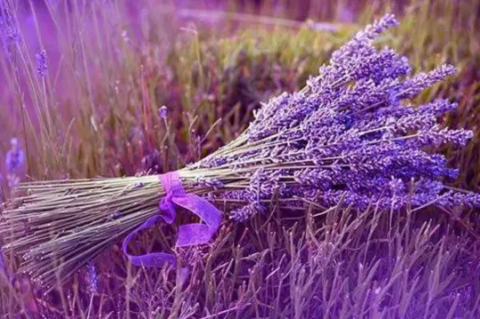 薰衣草的作用和功效(薰衣草有何功效)