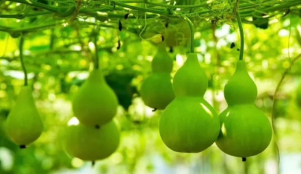 床头朝西一般挂几个葫芦(床头应该挂几个葫芦) 床头朝西一般挂几个葫芦(床头应该挂几个葫芦)