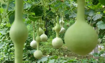 葫芦摆窗台中间好还是两边好(客厅窗台上摆放葫芦好不好) 葫芦摆窗台中间好还是两边好(客厅窗台上摆放葫芦好不好)