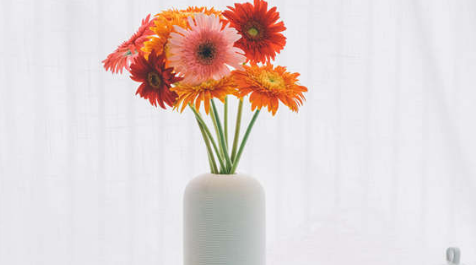 小雏菊夏天开花吗(小雏菊什么季节开花) 小雏菊夏天开花吗(小雏菊什么季节开花)