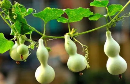 入户门葫芦挂在门内还是门外(入户门对卧室门挂葫芦) 入户门葫芦挂在门内还是门外(入户门对卧室门挂葫芦)