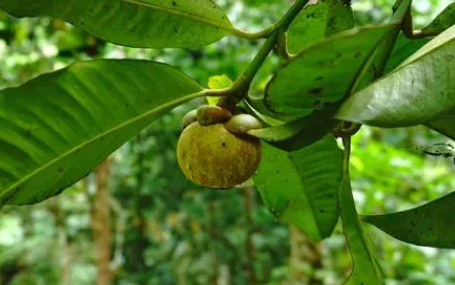 山竹树在北方能结果吗(山竹树北方能栽吗) 山竹树在北方能结果吗(山竹树北方能栽吗)