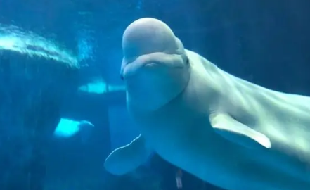 武汉海昌极地海洋公园上午去还是下午去(武汉海洋海昌极地公园为什么要门票)