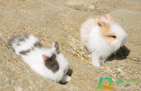 兔子可以喝水吗(一个多月的兔子可以喝水吗)