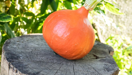 葫芦摆窗台中间好还是两边好(客厅窗台上摆放葫芦好不好) 葫芦摆窗台中间好还是两边好(客厅窗台上摆放葫芦好不好)