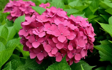 绣球花为什么不吉利(重瓣绣球花为什么不吉利)