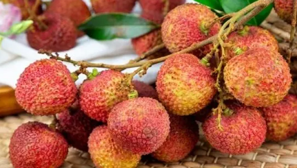 妃子笑荔枝绿色会变红吗(妃子笑荔枝全红)