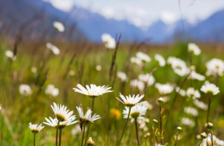 雏菊放在卧室好吗(雏菊放在客厅好吗)