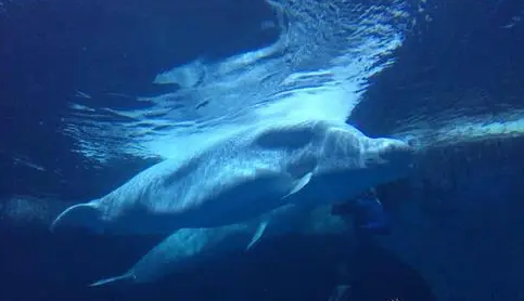 武汉海昌极地公园免费门票能玩哪些项目(武汉海昌极地公园游玩攻略)